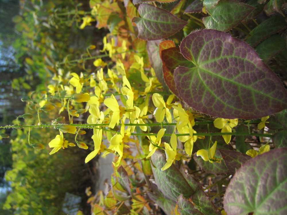Epimedium grandiflorum (Koreanische Elfenblume)